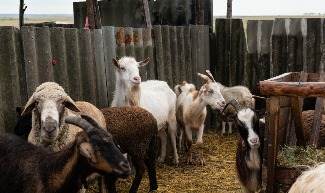 The benefits of sheep and goats cheese
